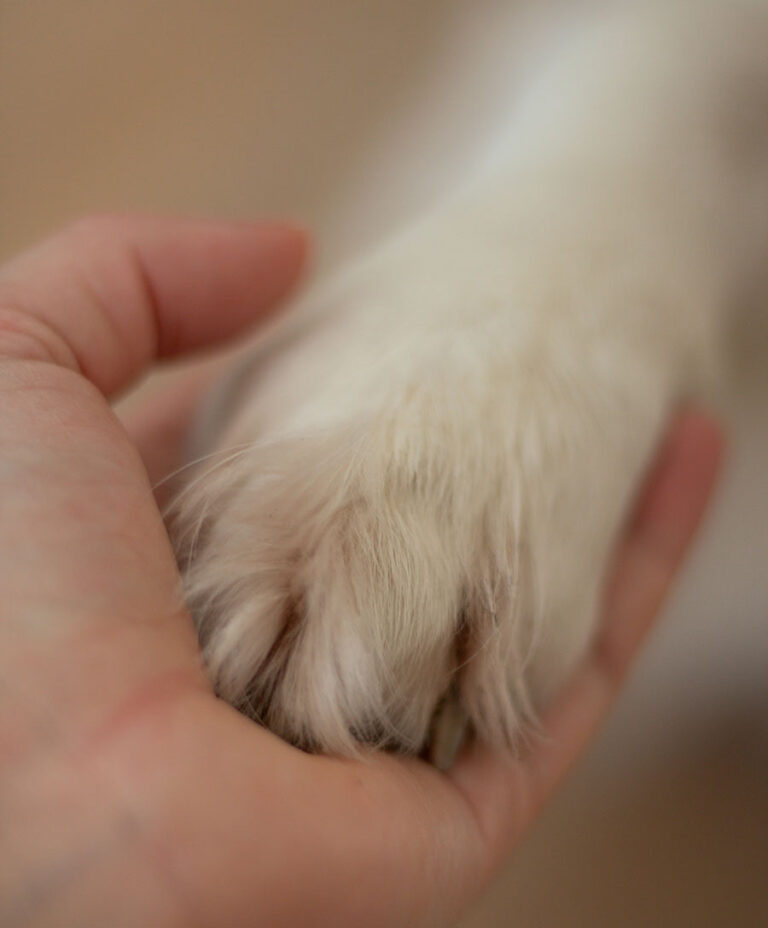 hundepfote in hand tierärztin flensburg
