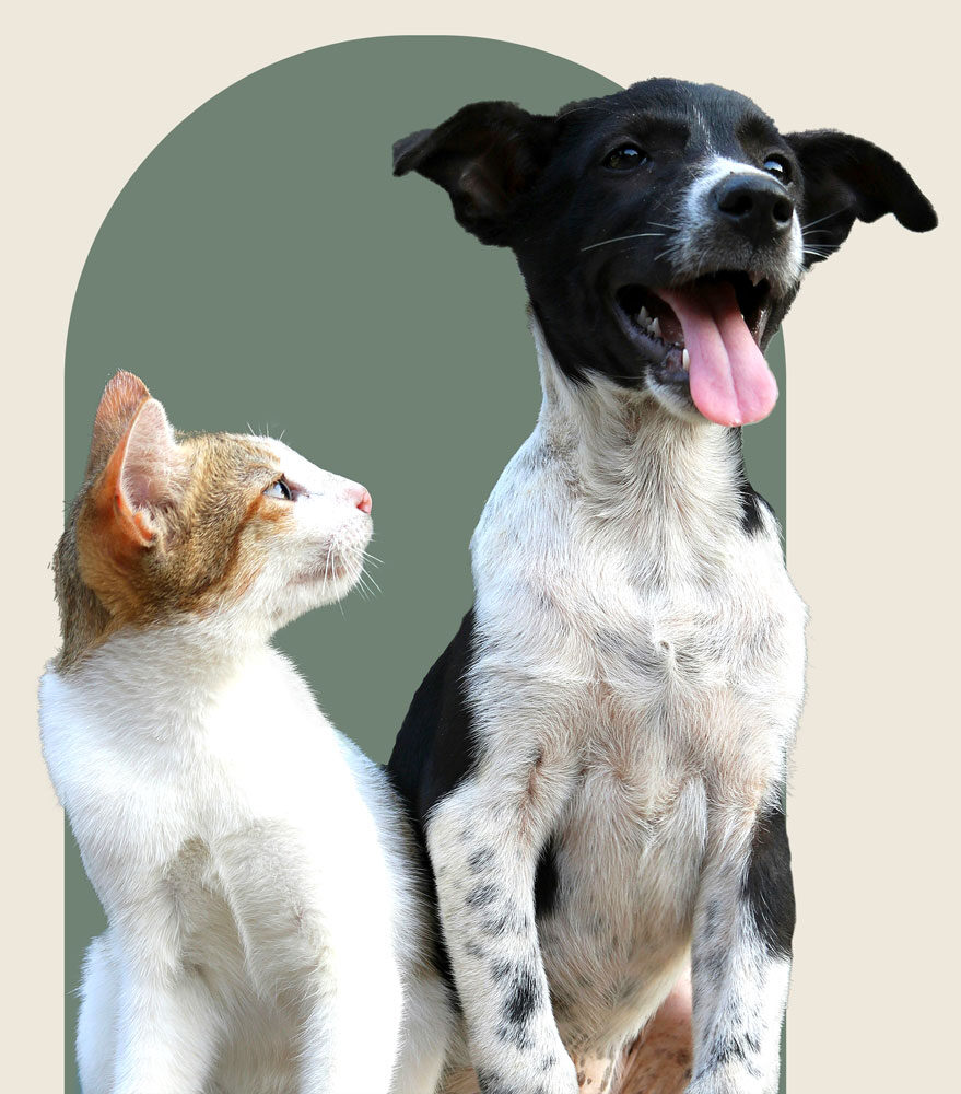 tierdermatologie flensburg hund katze