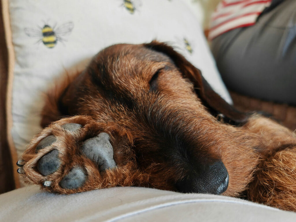 Juckreiz Hund schläft friedlich allergie