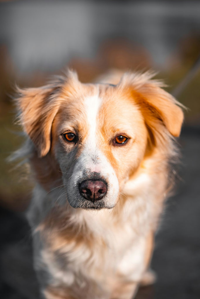 felldoc flensburg hund tierarzt tierdermatologie