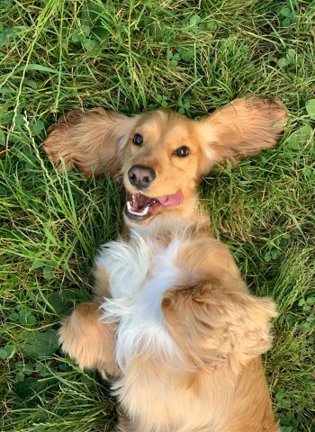 hund liegt auf dem rücken im garten dermatologie allergietest