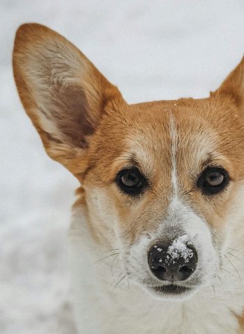 hund corgie dermatologie allergie otitis tierarzt flensburg