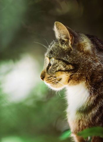 Katze im Garten tierdermatologie allergietest