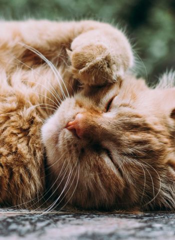 katze dermatologie allergie tierarzt flensburg